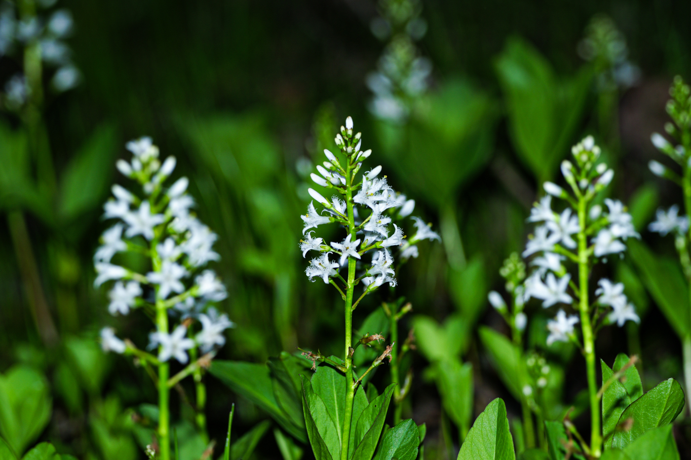 DSC07186.jpg