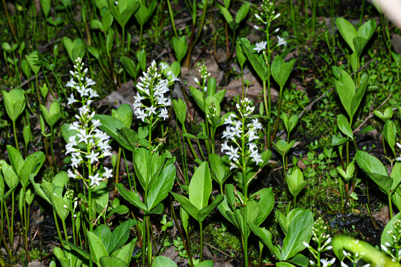 DSC07190.jpg