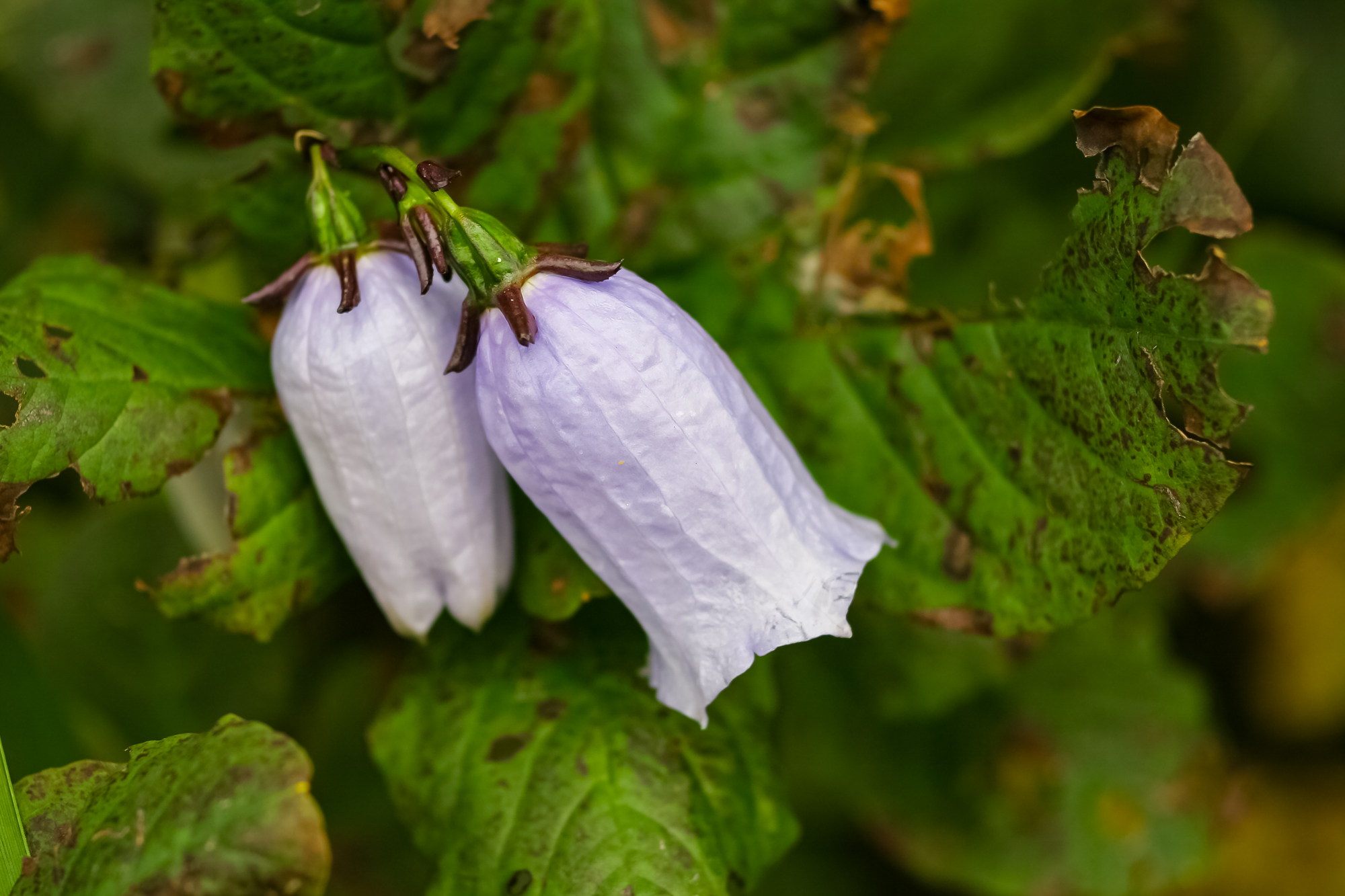 IMG_6397.JPG