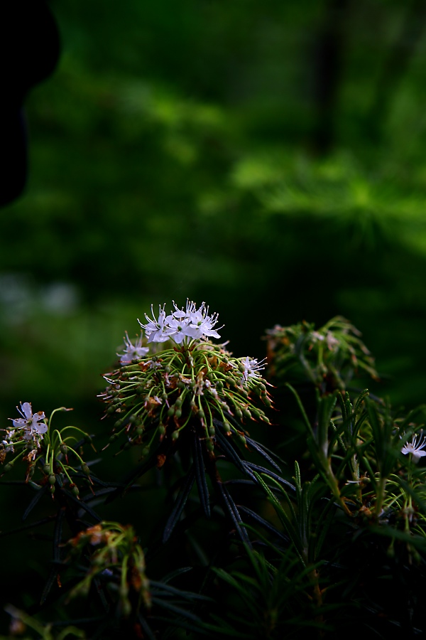 가는잎백산차img_0541.jpg