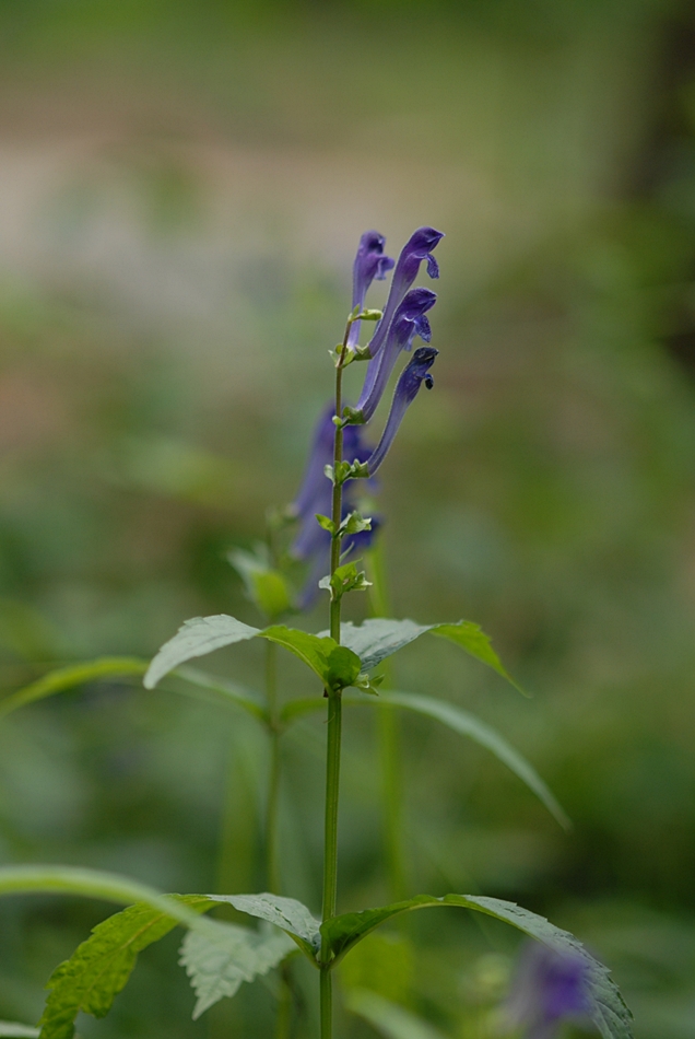 ab0e418e0f5bf39d56c5eca09e374238.JPG