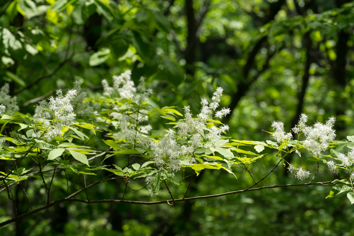 YDY02219.jpg