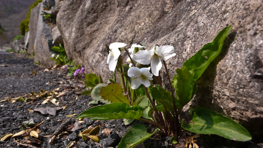 L1000585.jpg