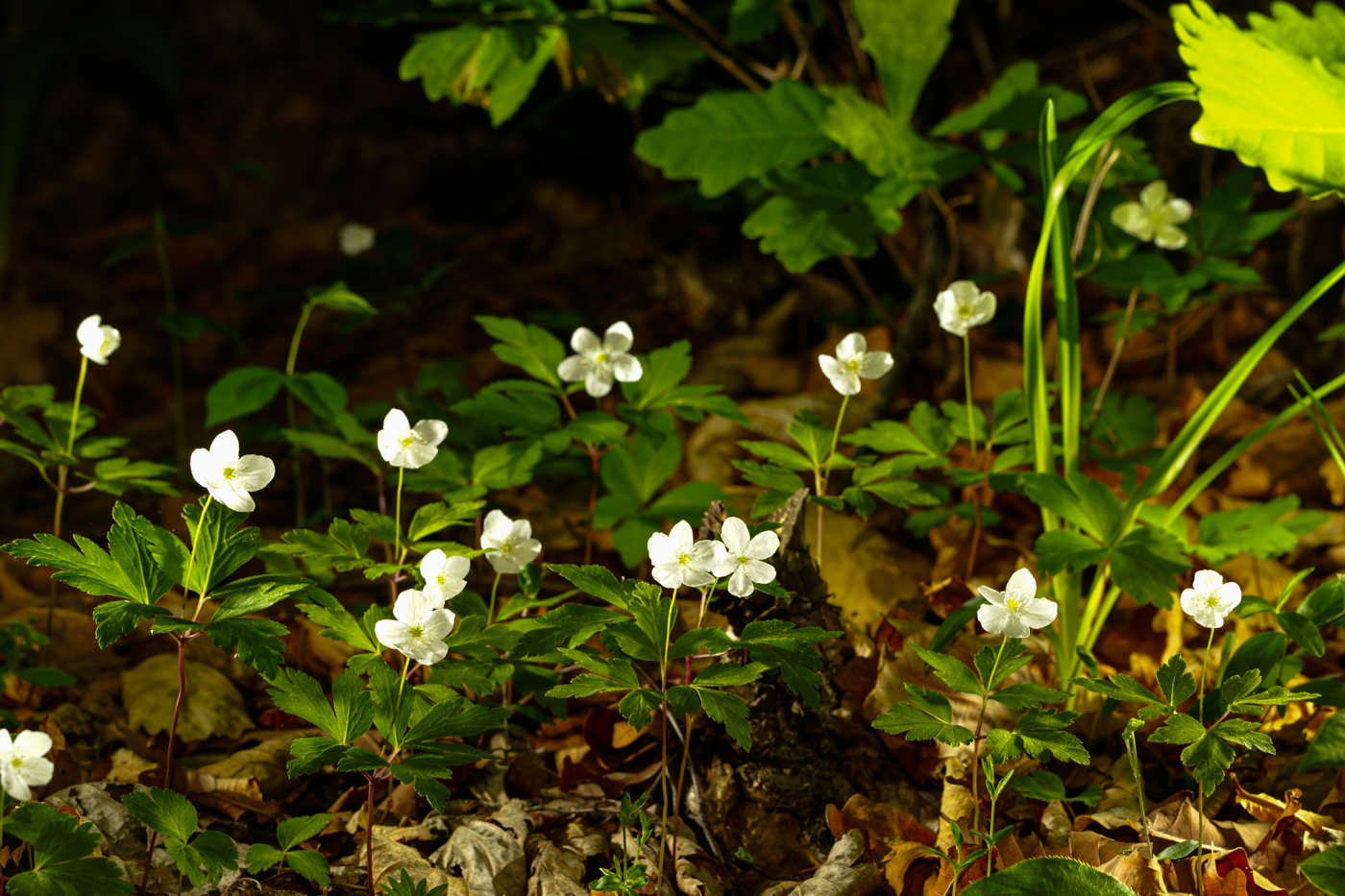 DSC07491.jpg