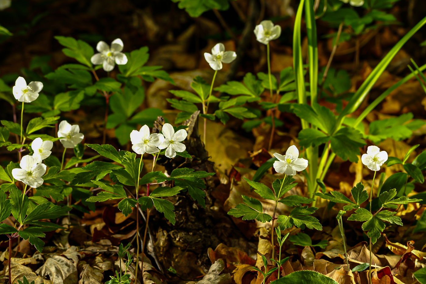 DSC07491-2.jpg