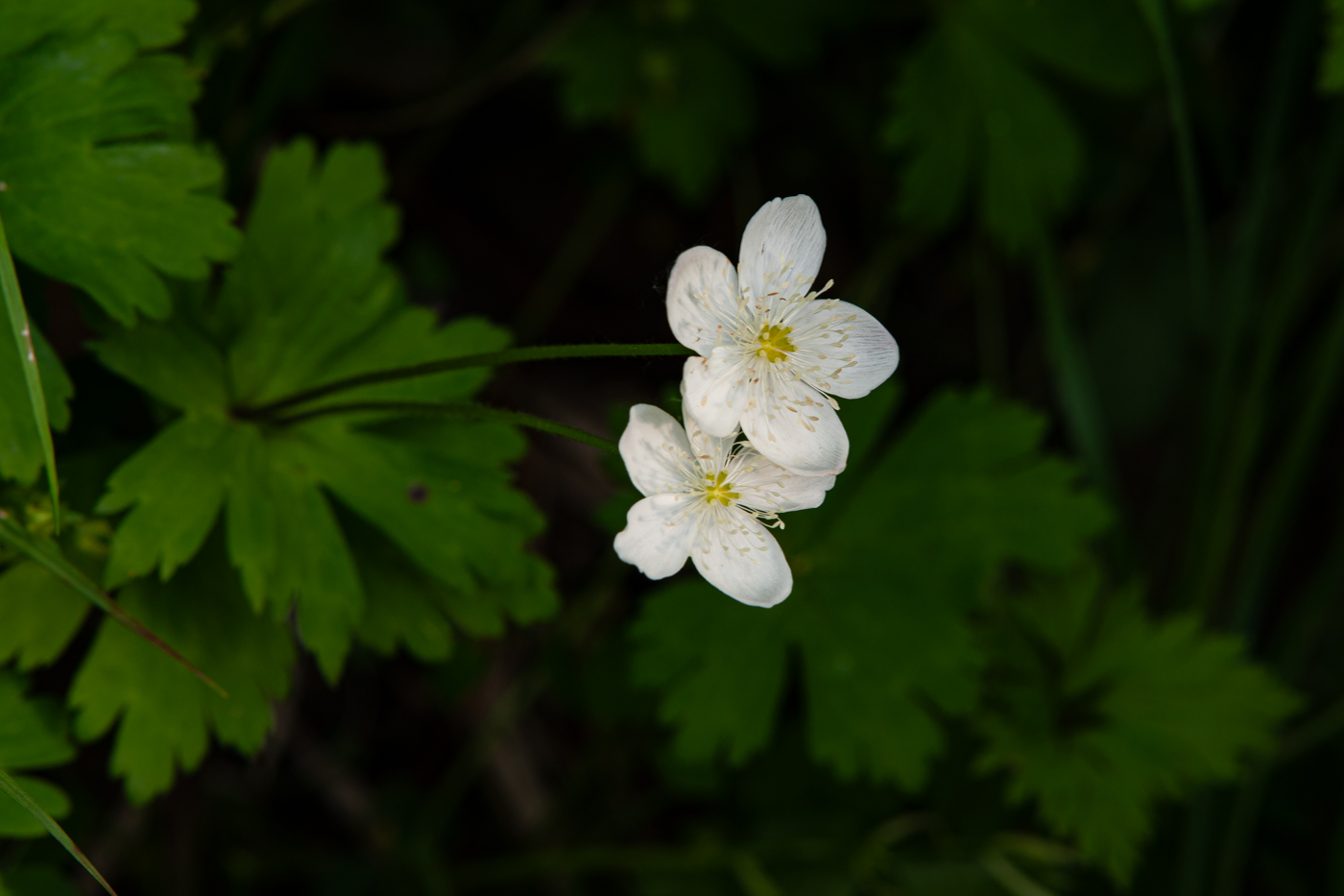 DSC07959.jpg