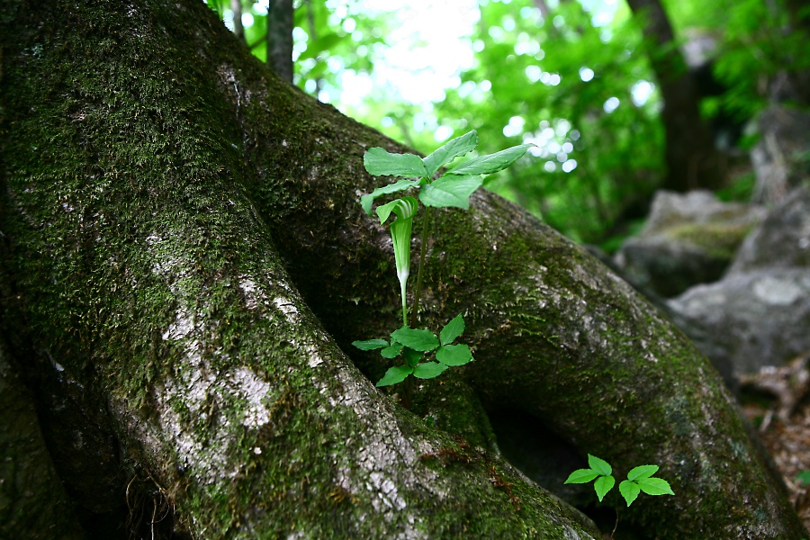 천남성img_8824.jpg