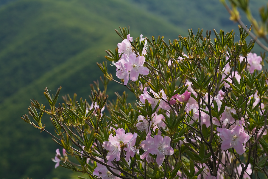 산철쭉_4636.jpg