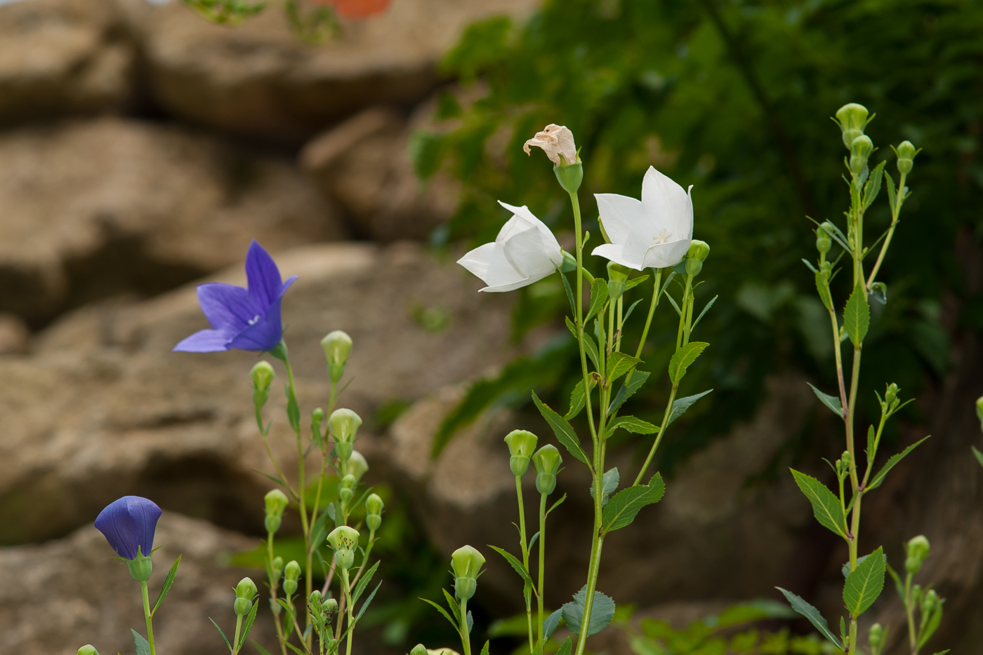 DSC09417.jpg