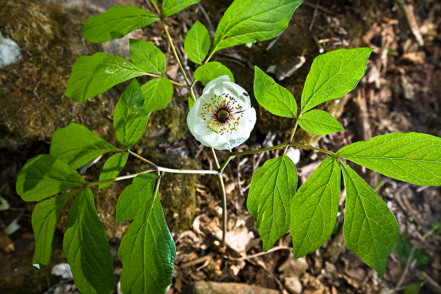 백작약_4575.jpg