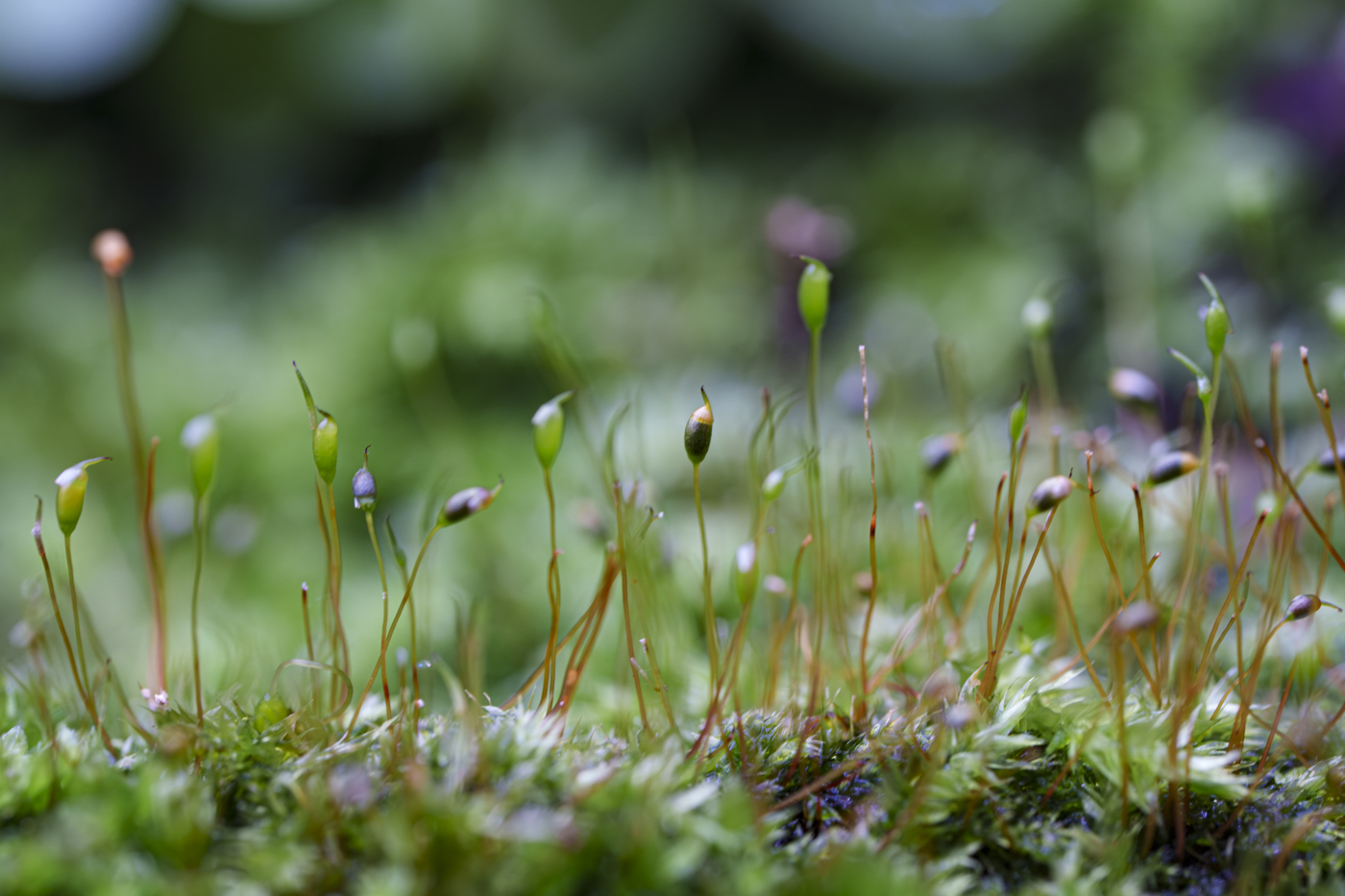 YDY00497-2.jpg