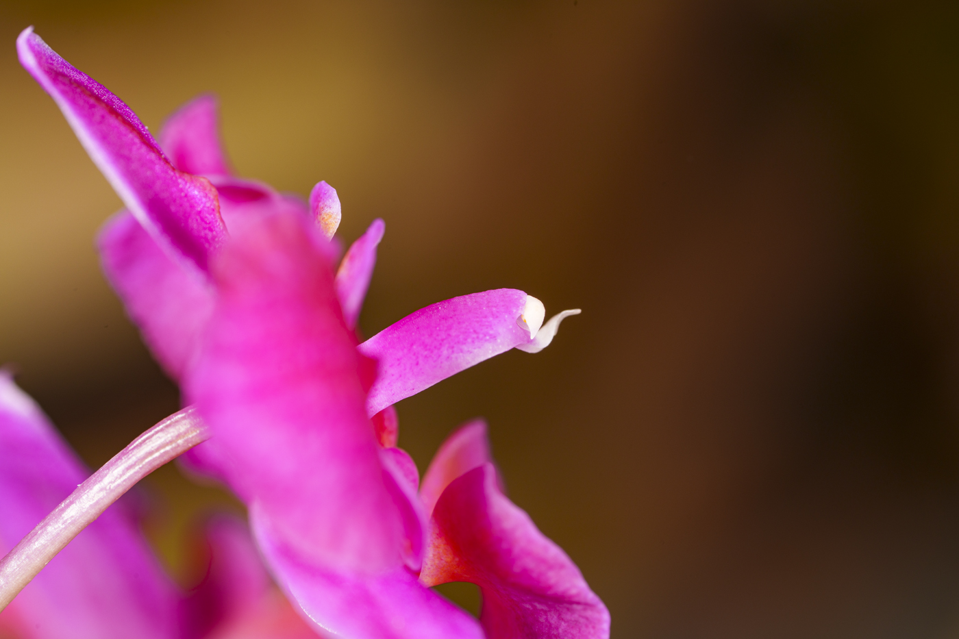 YDY00531-2.jpg