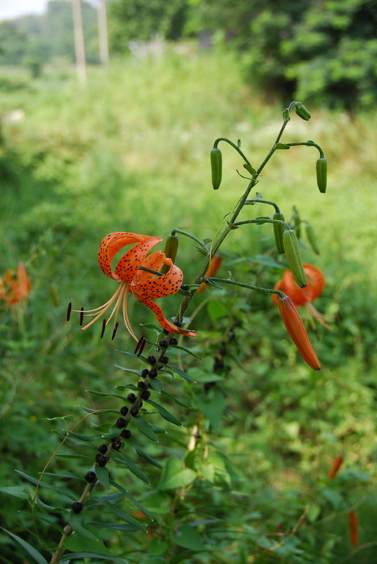DSC_3286.jpg