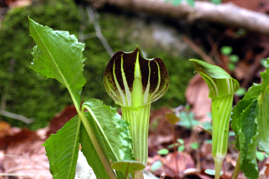 IMGP7984.jpg