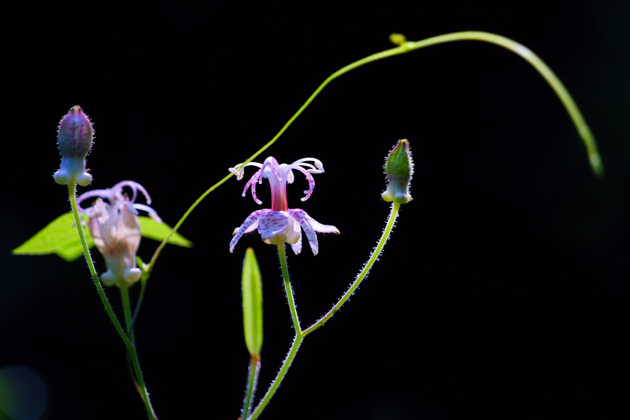DSC07366.jpg