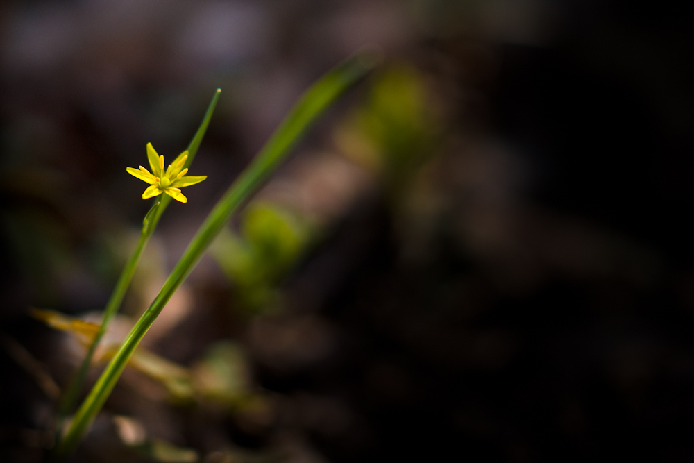 DSC04775-1.jpg