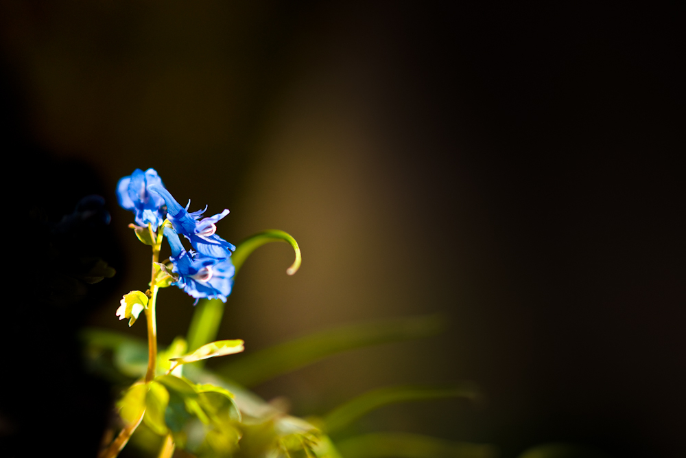 DSC04688-1.jpg