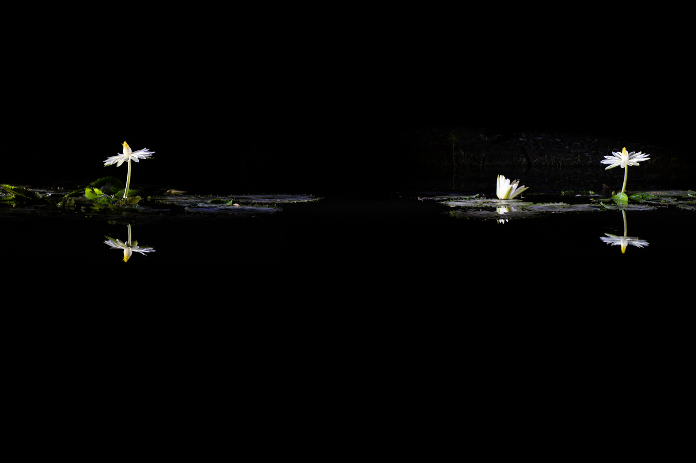 YDY00100.jpg