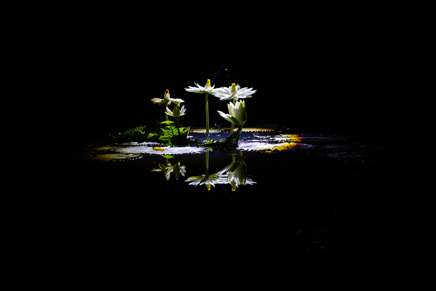 YDY00088.jpg