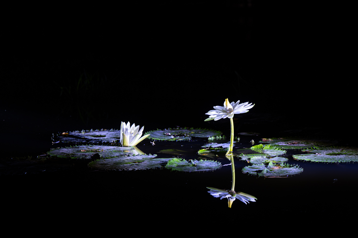 YDY00090.jpg