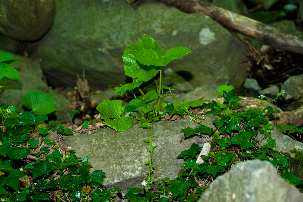 고추냉이DSC06038.jpg