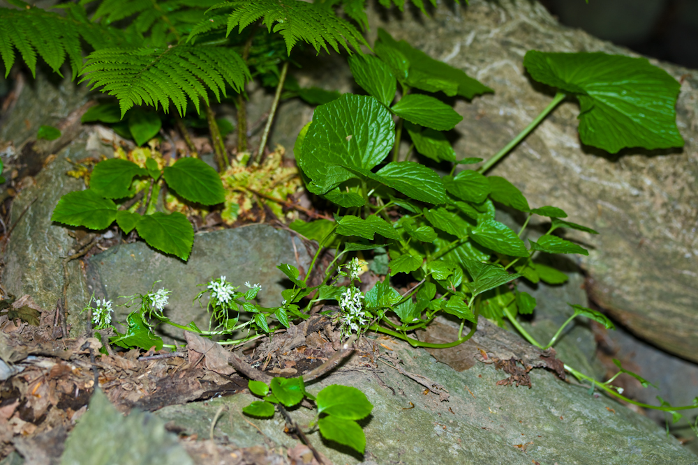 고추냉이DSC06056.jpg