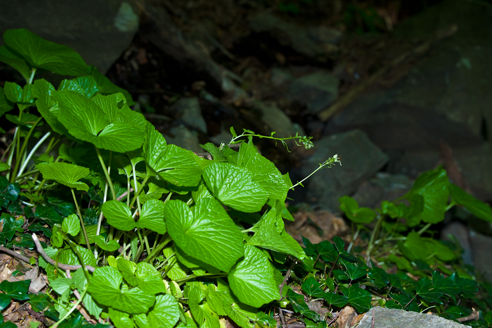 고추냉이DSC06058.jpg