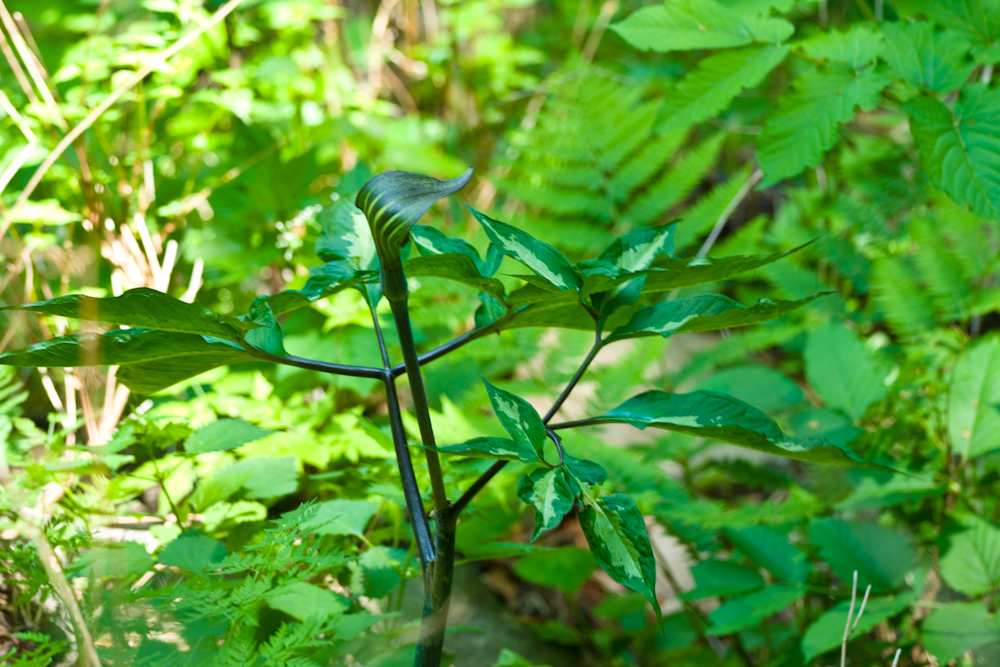 섬남성DSC06030.jpg