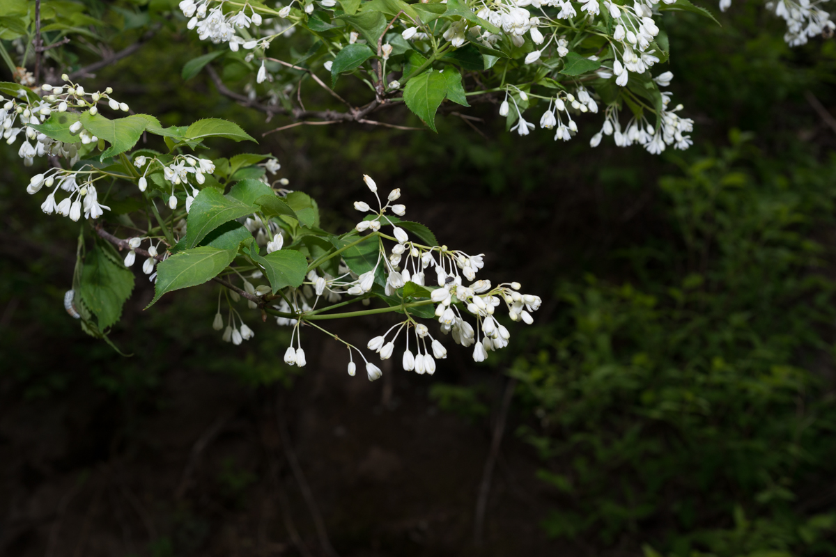 DSC06285.jpg