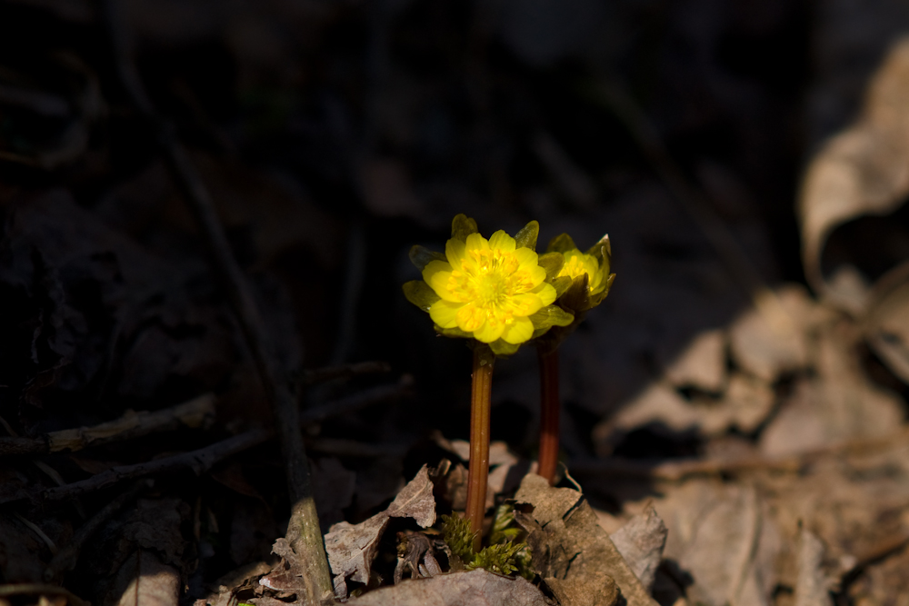 DSC04258.jpg