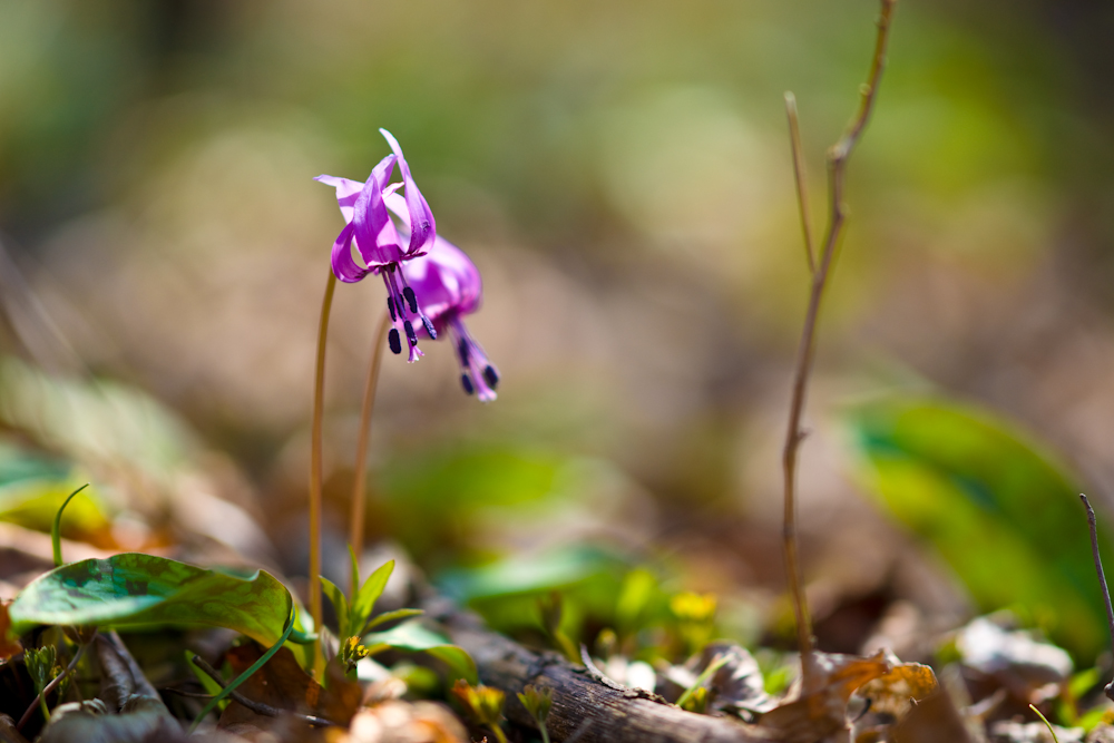 DSC04311.jpg