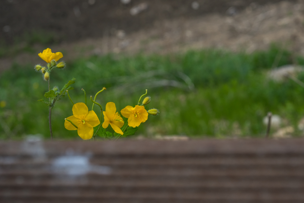 DSC06287.jpg