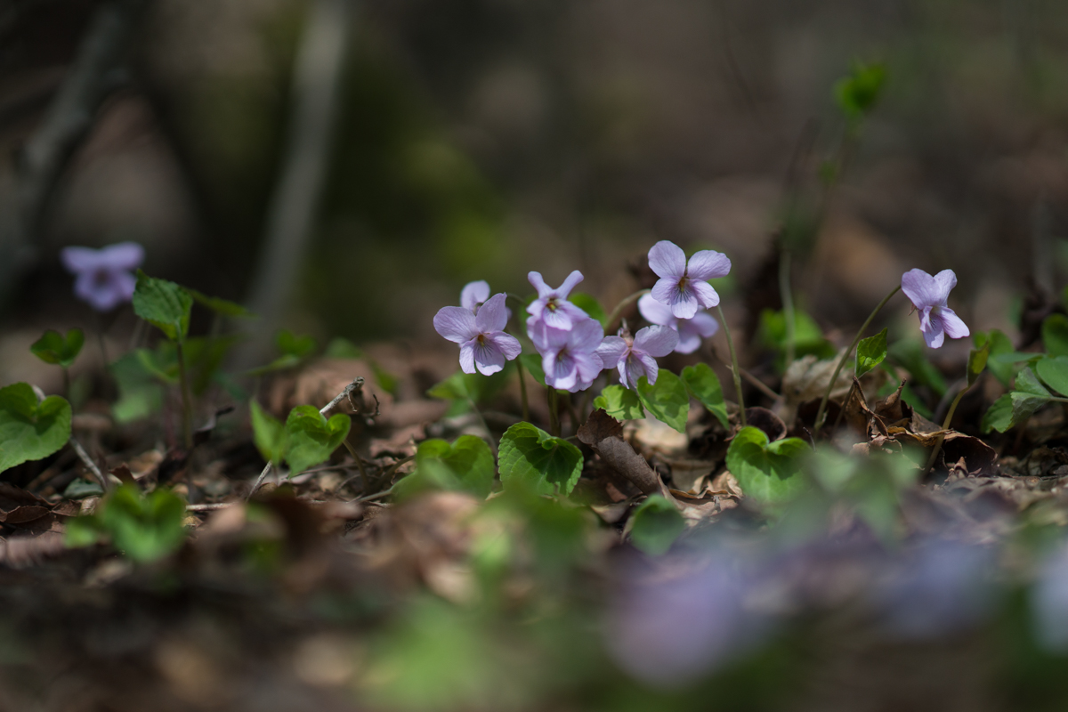DSC09111.jpg