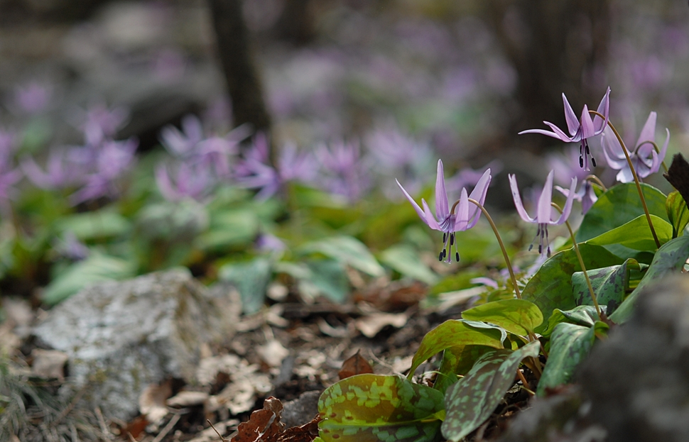 Erythronium japonicum.JPG