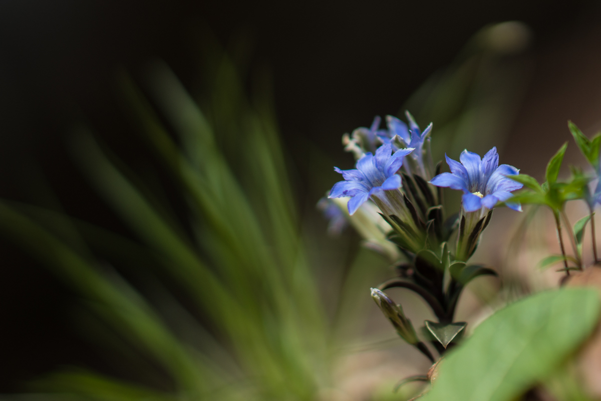 DSC09117.jpg
