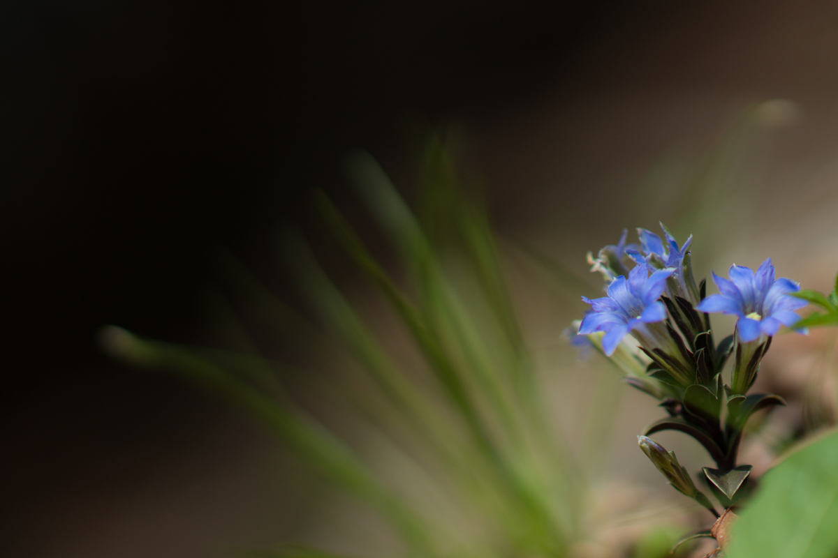 DSC09115.jpg