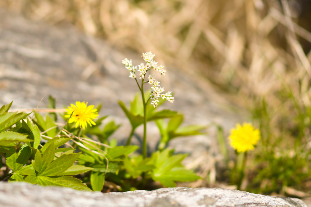 DSC04412.jpg