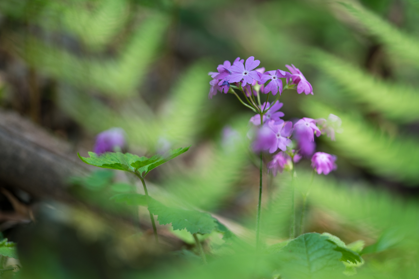 YDY07116.jpg