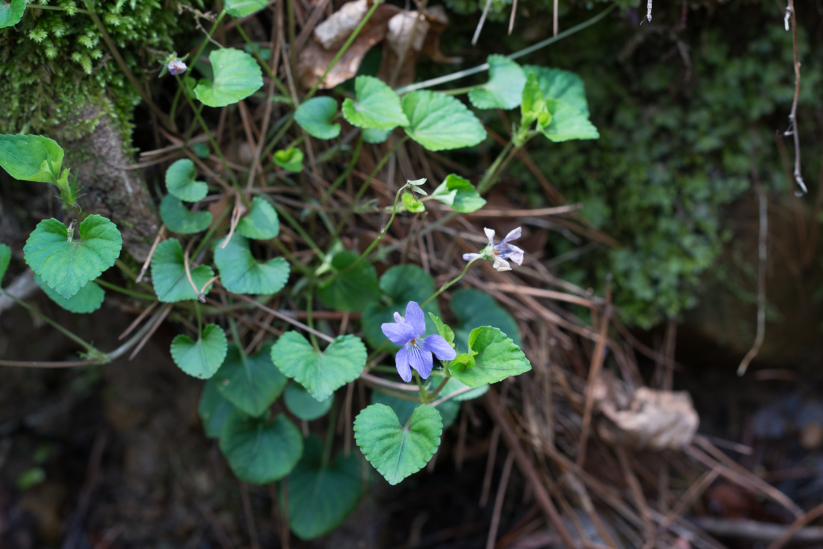 DSC09428.jpg