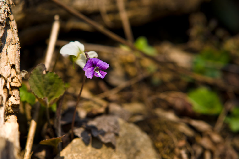 DSC04432.jpg