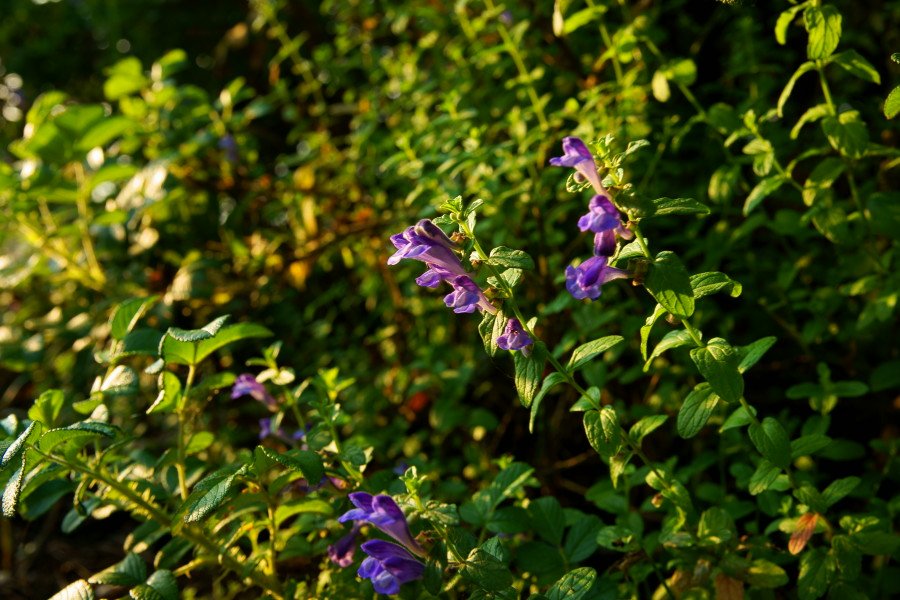 DSC06802.JPG