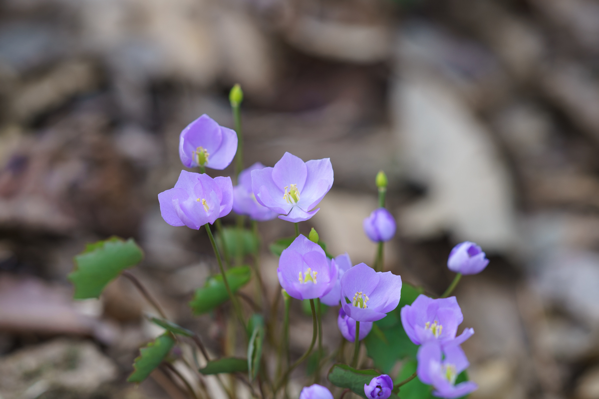 DSC05701.jpg