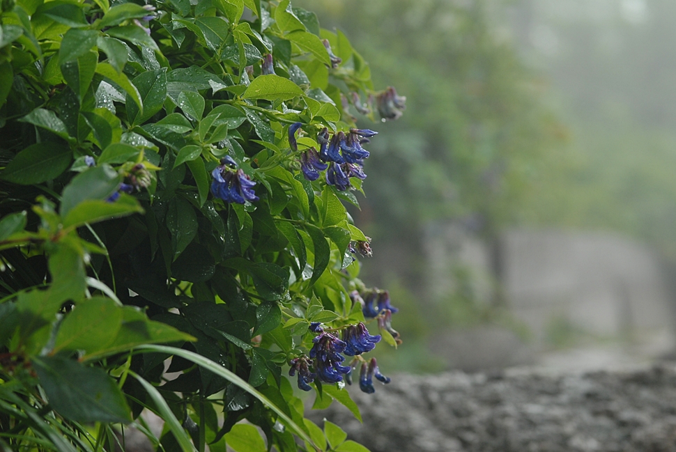 Vicia venosa2.JPG