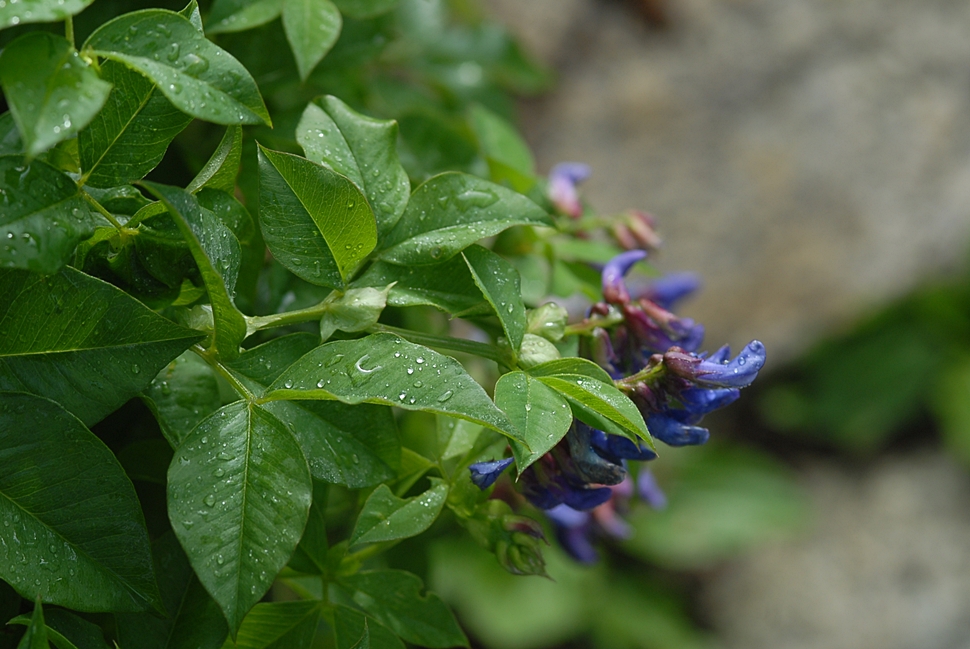 Vicia venosa3.JPG