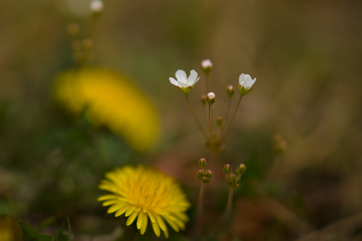 DSC01799.jpg
