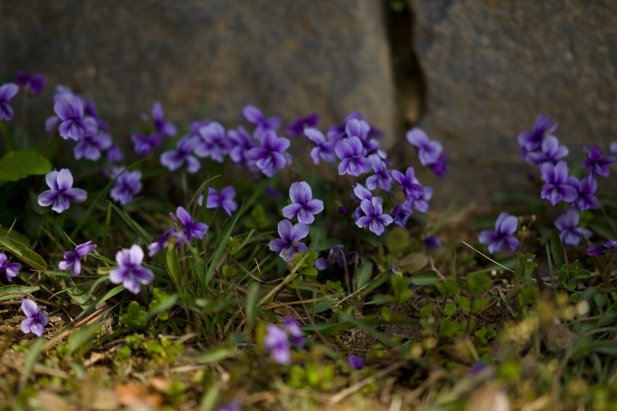 DSC01778.jpg