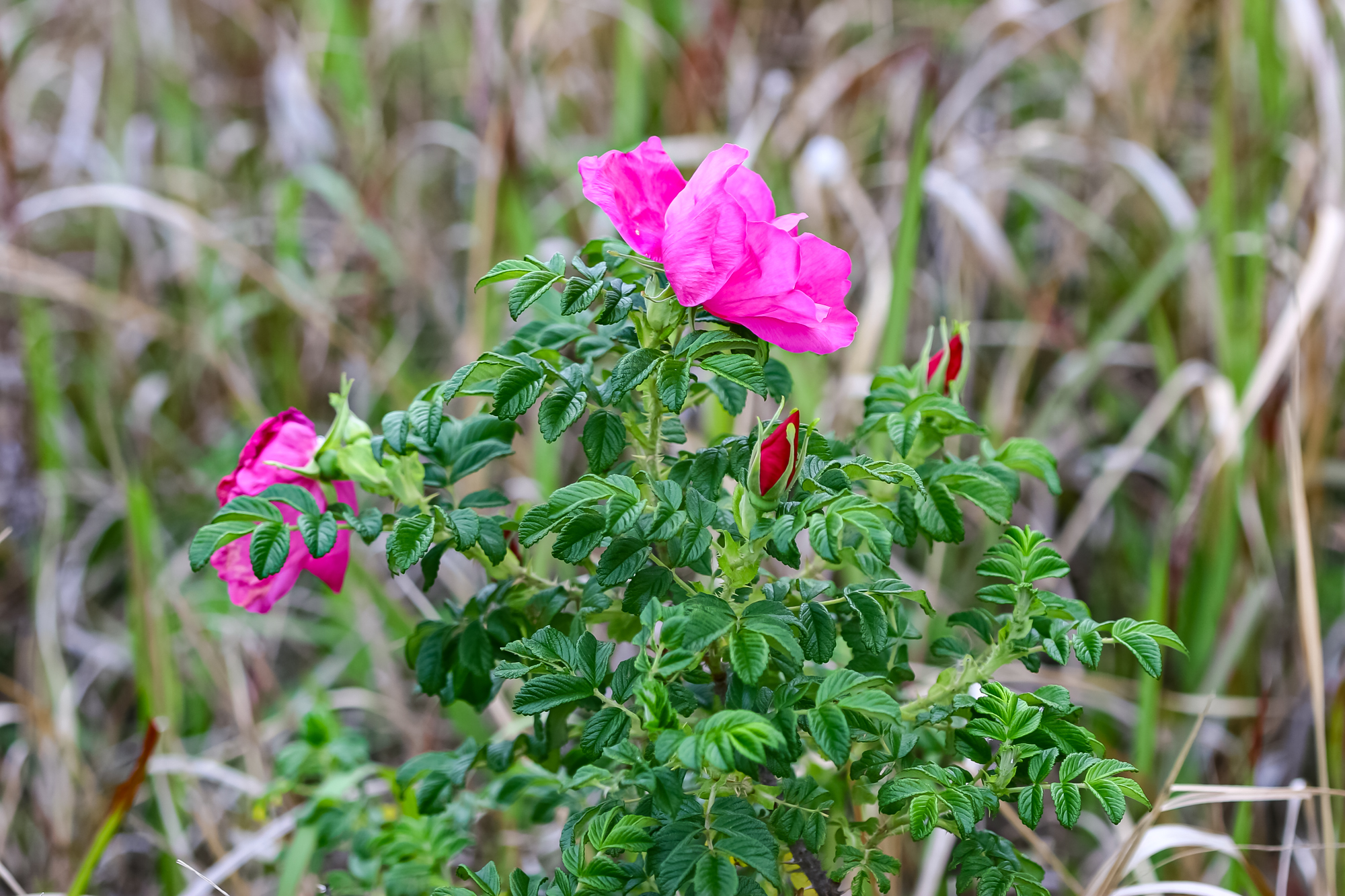 IMG_8649.JPG