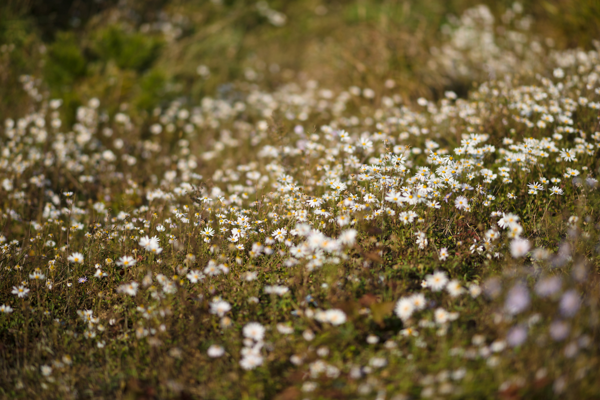 DSC06776.jpg