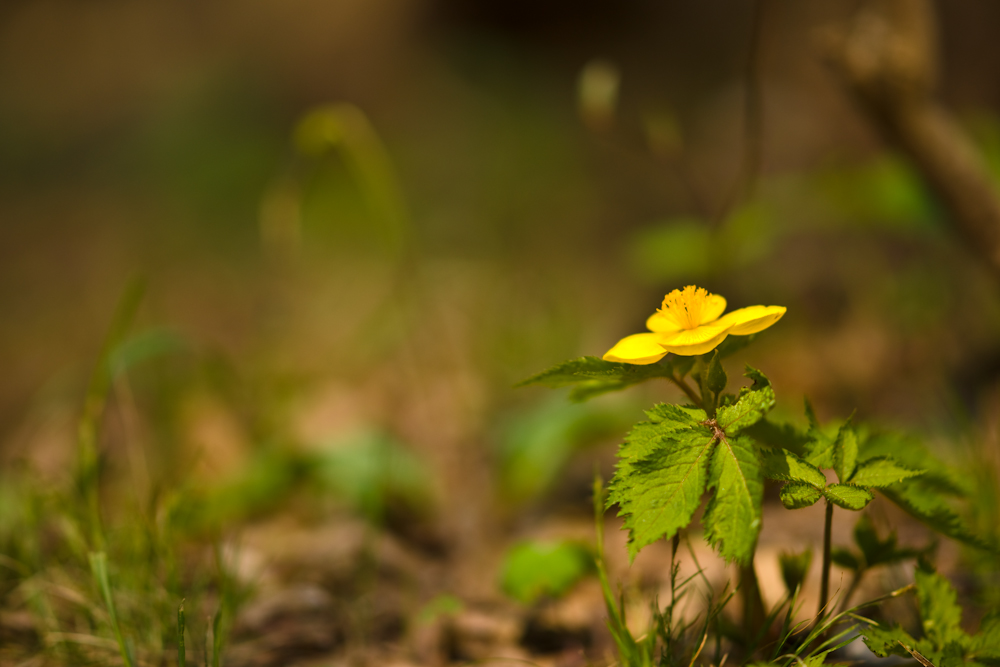 DSC04521.jpg