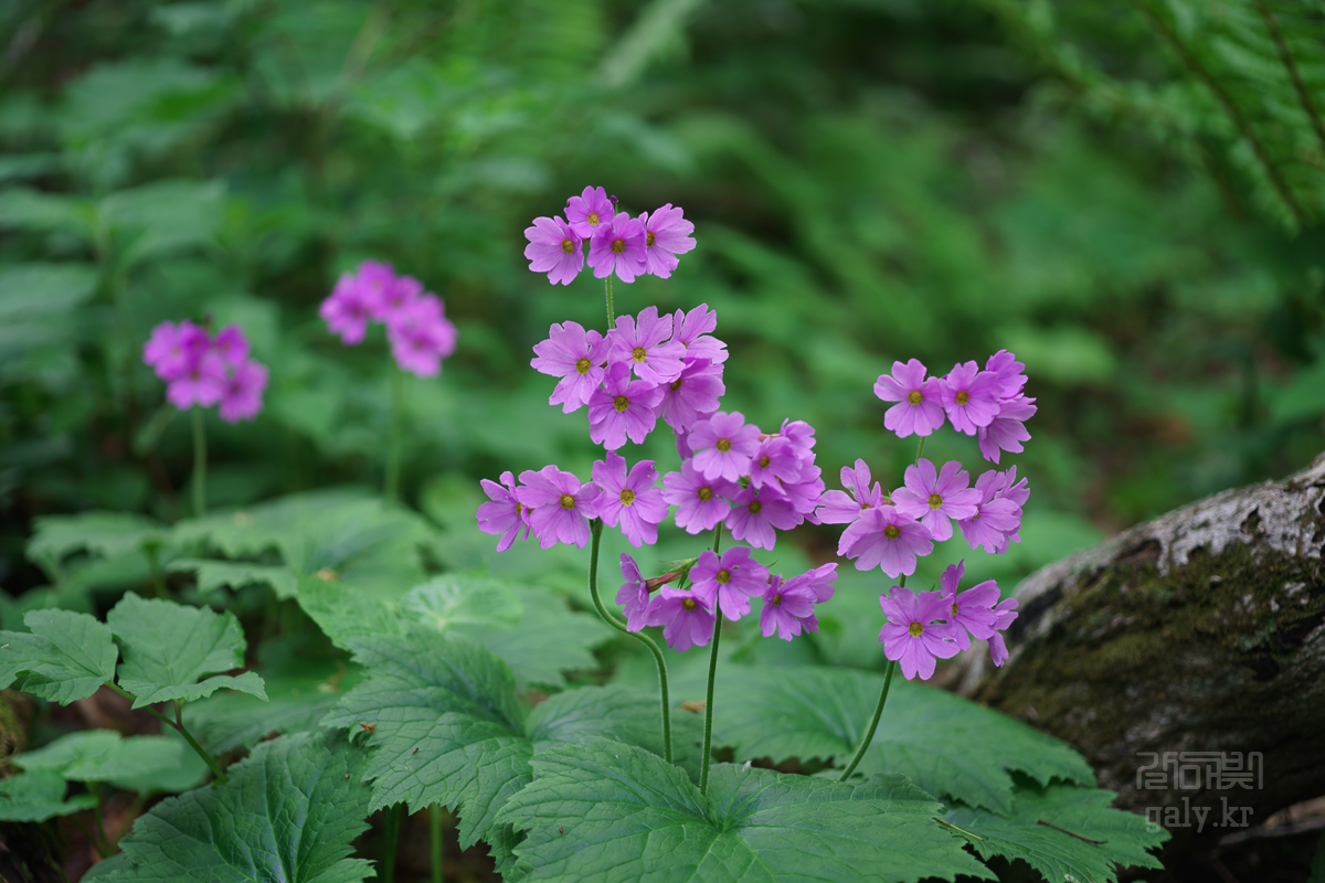 DSC00435.JPG